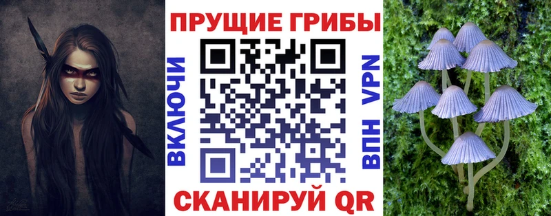 Купить  Гатчина  Галлюциногенные грибы Cubensis 